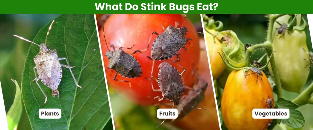 What Do Stink Bugs Eat