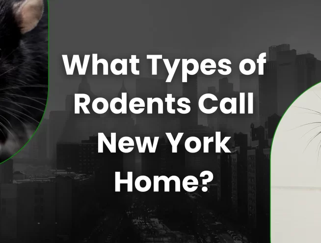 What Types of Rodents Call New York Home