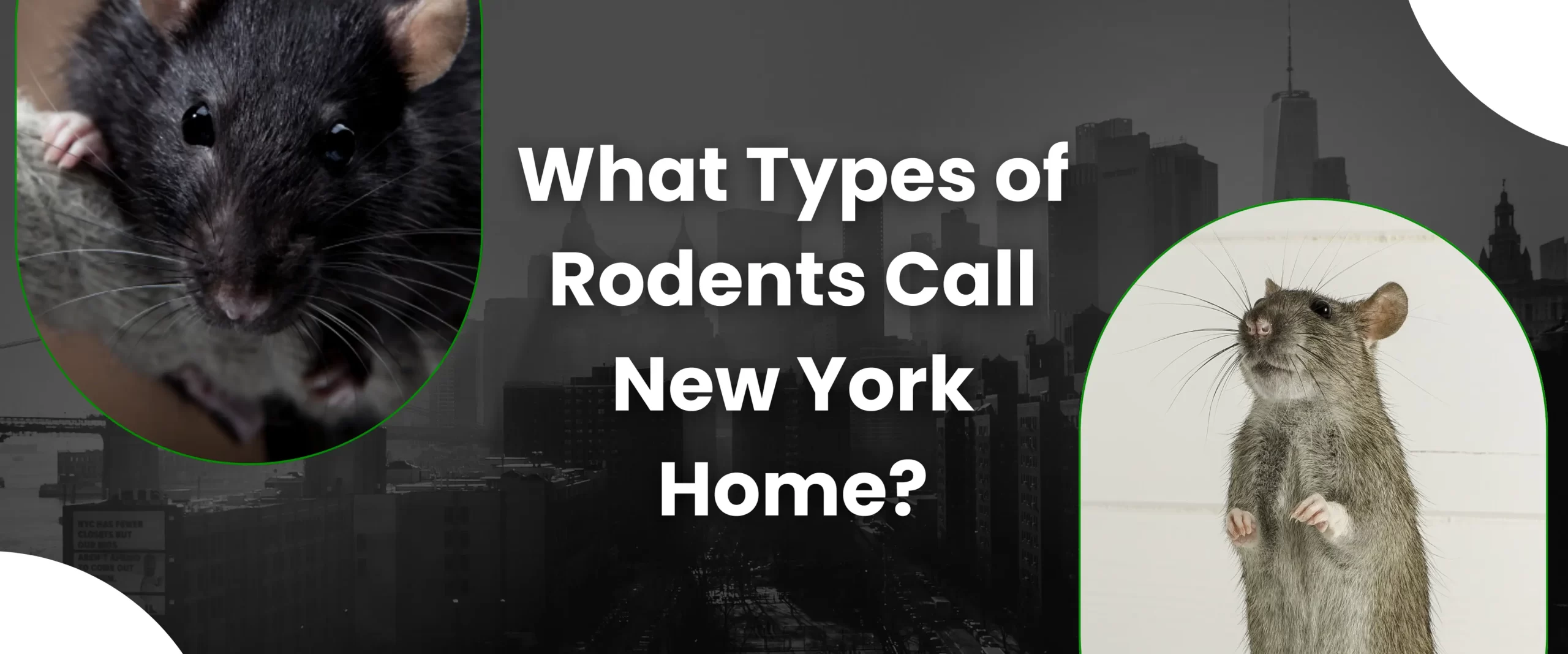 What Types of Rodents Call New York Home