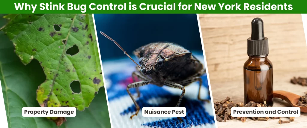 Why Stink Bug Control is Crucial for New York Residents