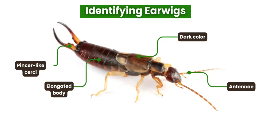 identifying earwigs