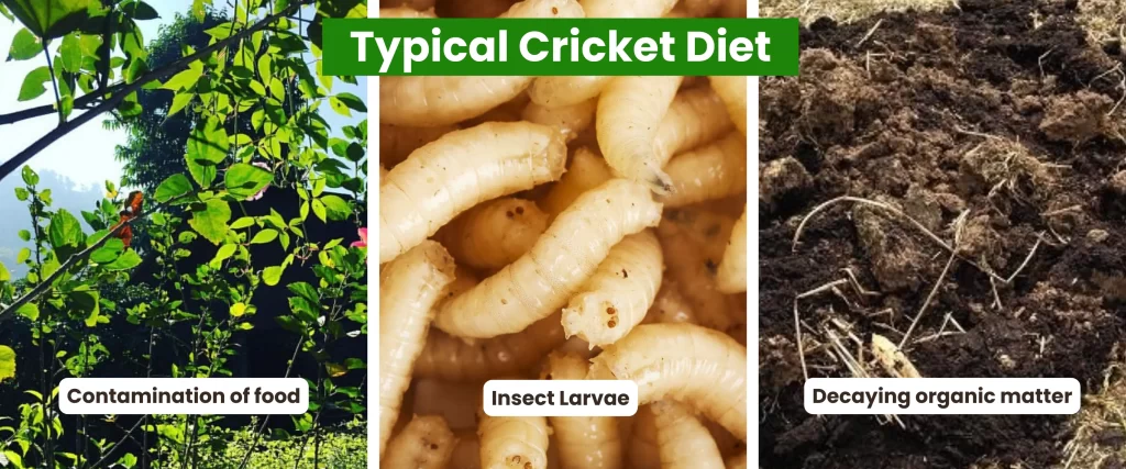 what do crickets eat