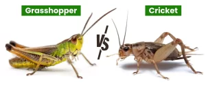 what is the difference between a cricket and a grasshopper