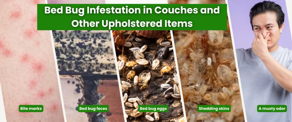 Bed bugs infestation in Couches and Other Upholstered Items