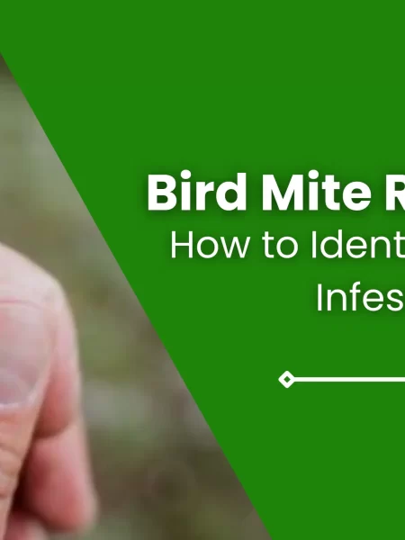 Bird Mite Risks to Humans