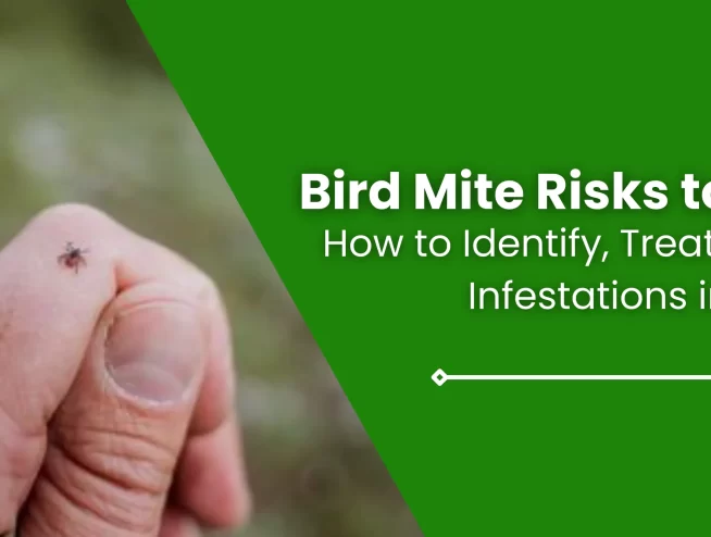 Bird Mite Risks to Humans