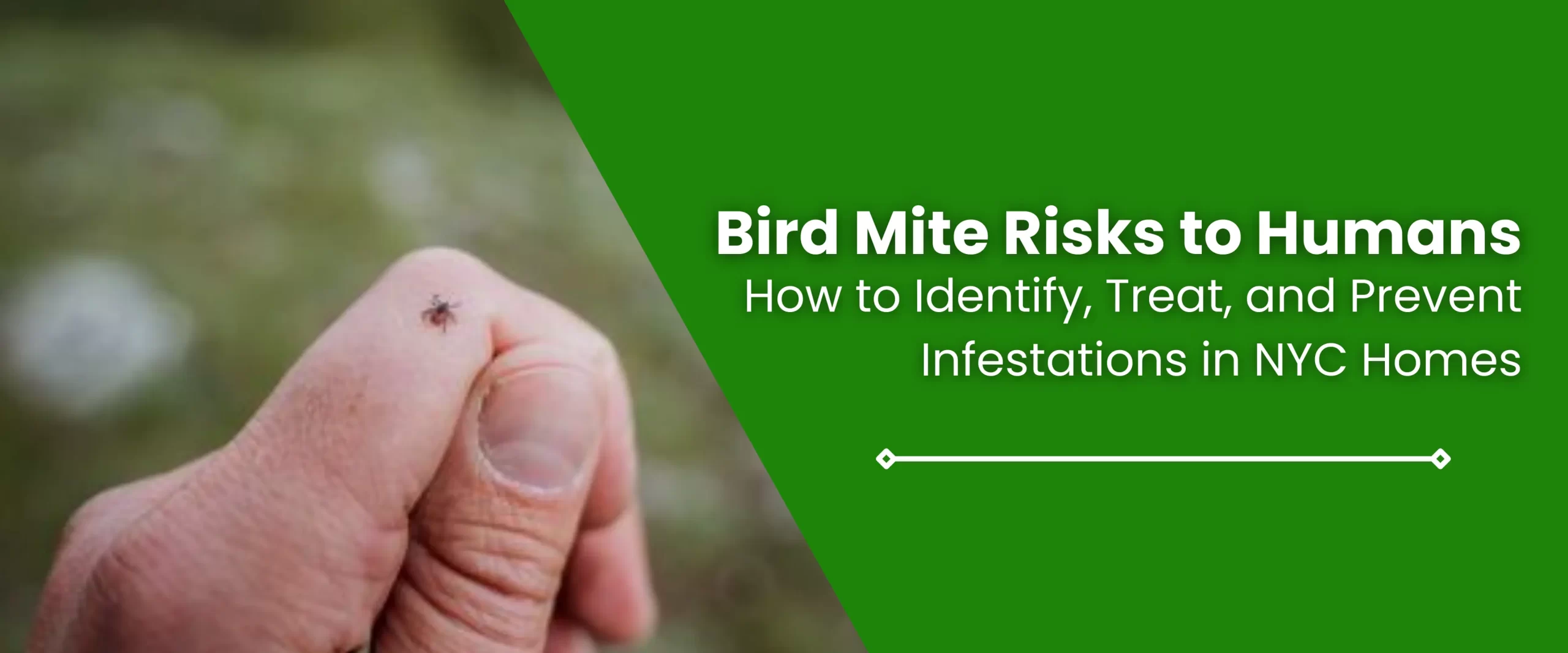 Bird Mite Risks to Humans