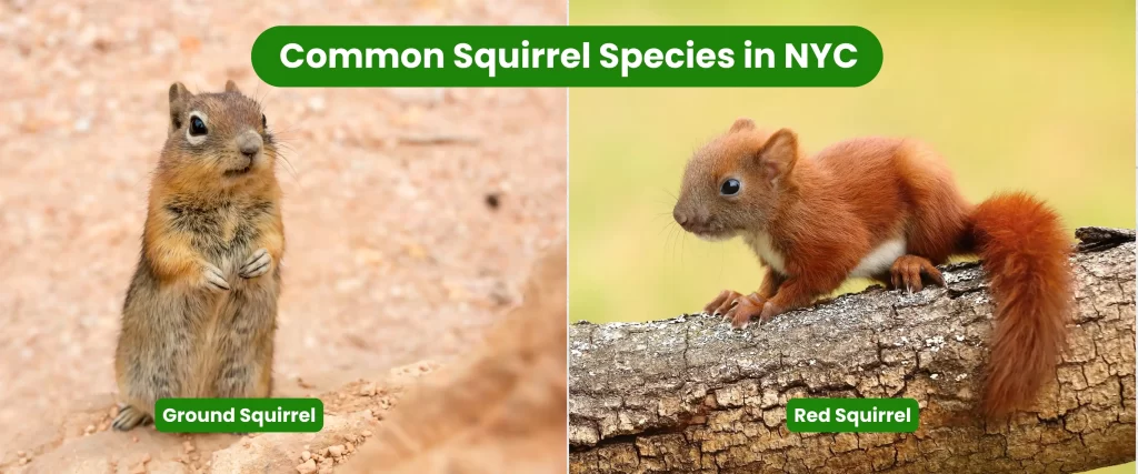 Common Squirrel Species in NYC