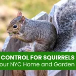 Effective Pest Control for Squirrels in NYC