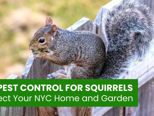 Effective Pest Control for Squirrels in NYC