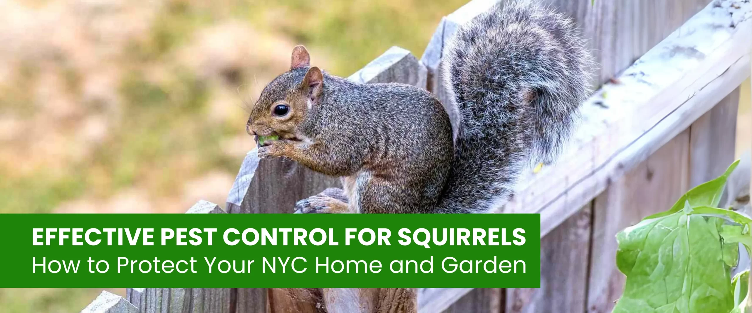 Effective Pest Control for Squirrels in NYC