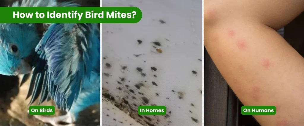 How to Identify Bird Mites