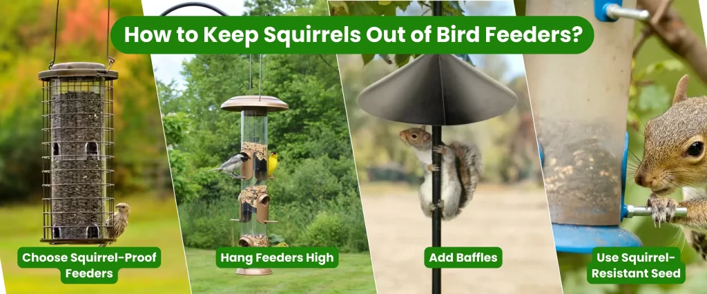 How to Keep Squirrels Out of Bird Feeders