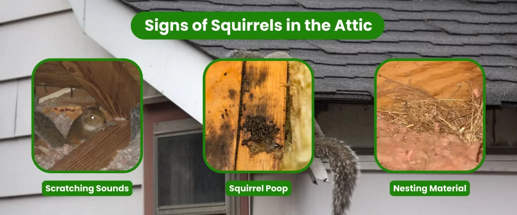 Signs of Squirrels in the Attic