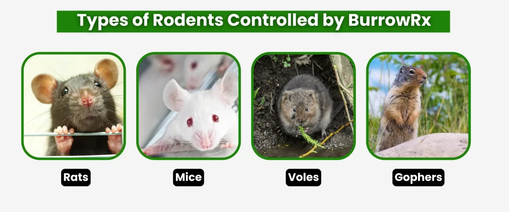 Types of Rodents Controlled by BurrowRx