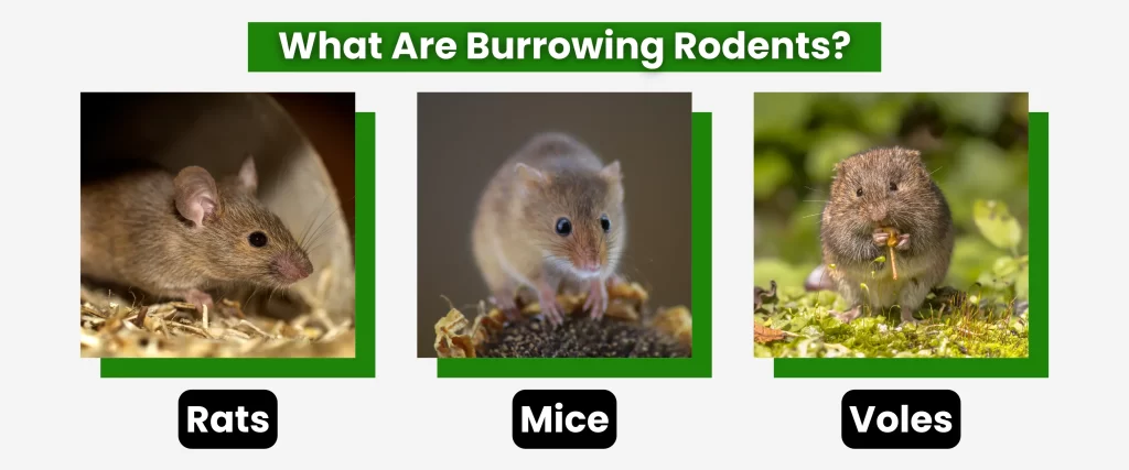 What Are Burrowing Rodents