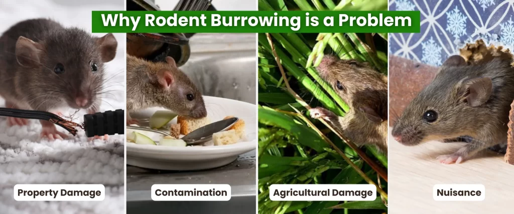 Why Rodent Burrowing is a Problem