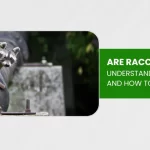 are raccoons dangerous