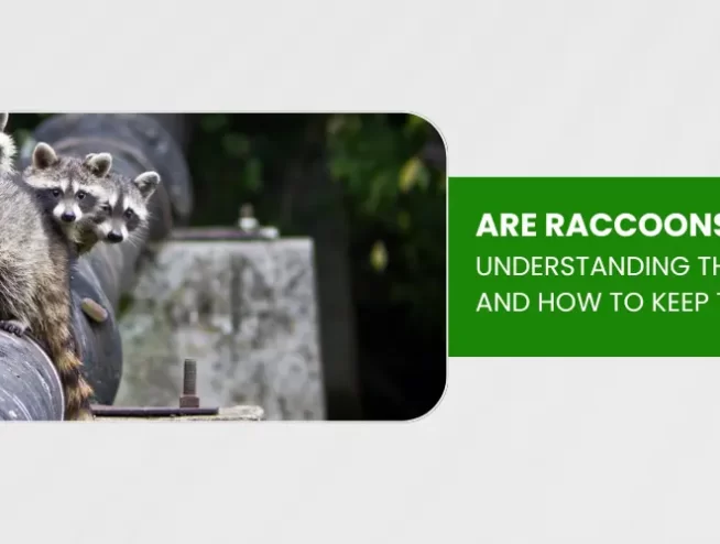 are raccoons dangerous
