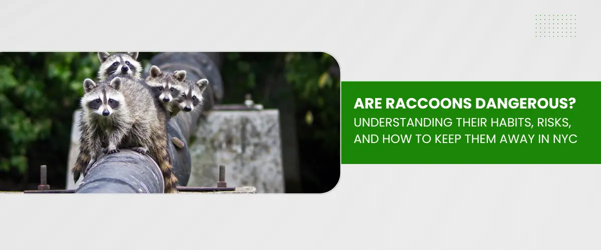 are raccoons dangerous