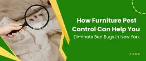 furniture pest control can help to eliminate bed bugs