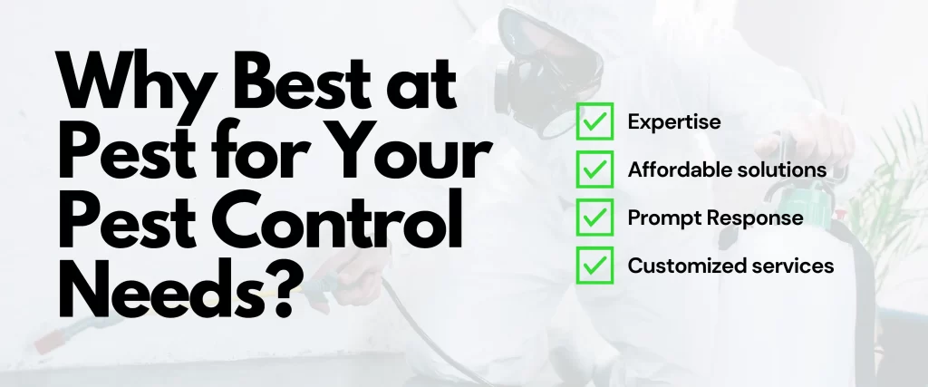 Why Best at Pest for Your Pest Control Needs