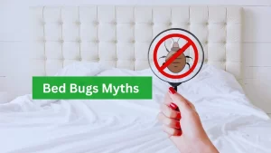 Bed Bugs Myths