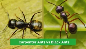 Carpenter Ants vs Black Ants Size & Identification