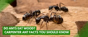 Do Ants Eat Wood? Carpenter Ant Facts You Should Know
