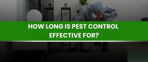 How Long is Pest Control Effective For?