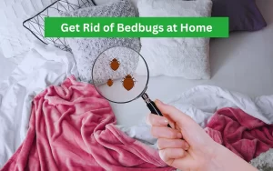 Get Rid of Bedbugs at Home