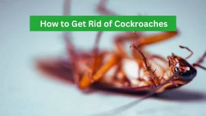 How to Get Rid of Roaches