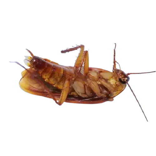 Cockroach
