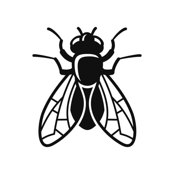 Icon 3