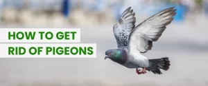 How to get rid of Pegions
