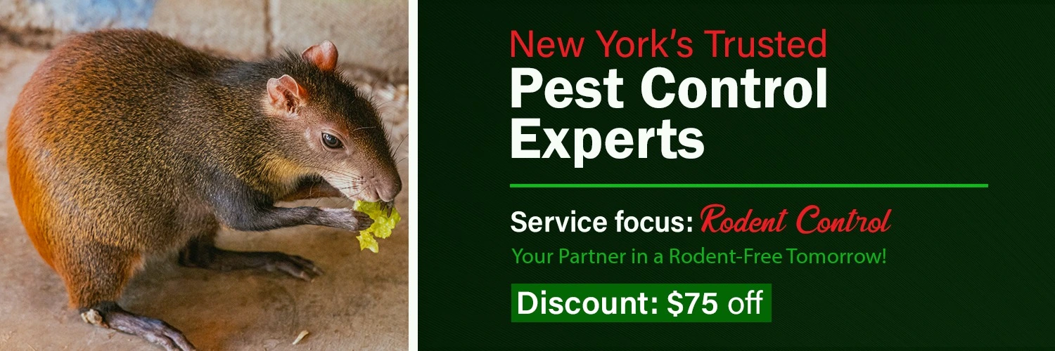Best Pest Control Services in NewYork