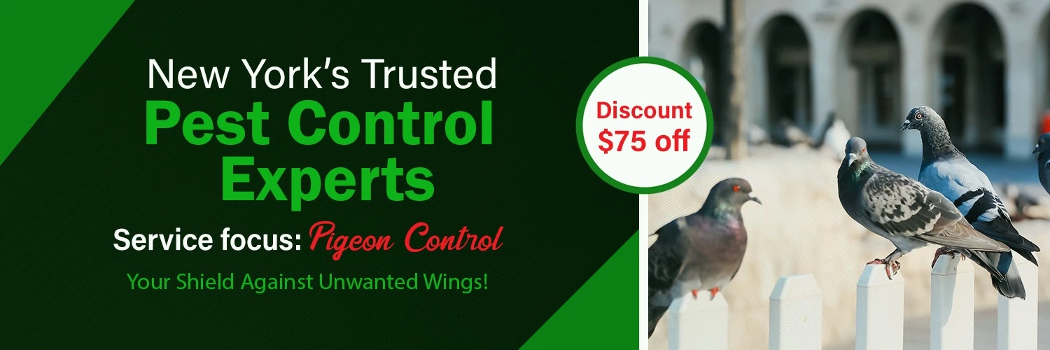 Best Pest Control Services in NewYork