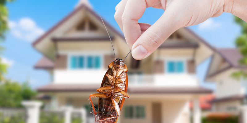 Pest Control Service in New Jersey
