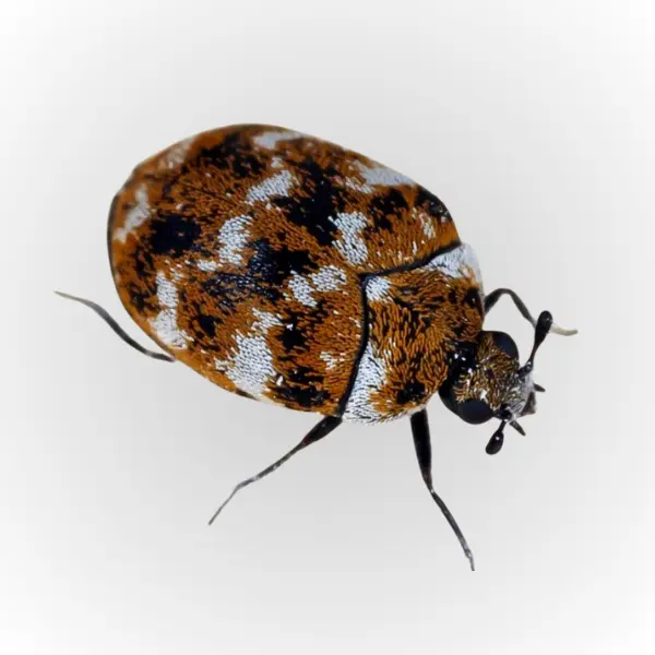 Carpet-Beetle