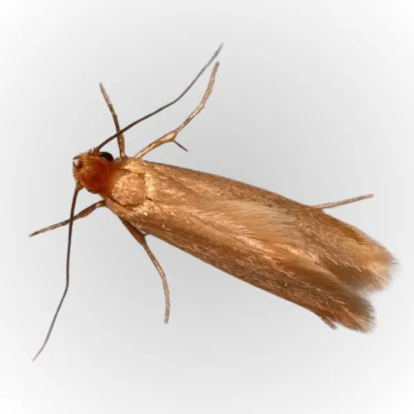 Cloths-Moth