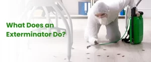 What Does an Exterminator Do A Look Into Pest Control Services