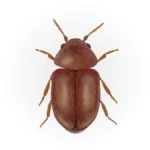 Cigarette-Beetle.webp
