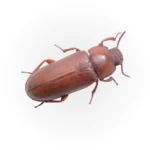 Confused-Flour-Beetle.webp