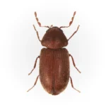 Drug-Store-Beetle.webp