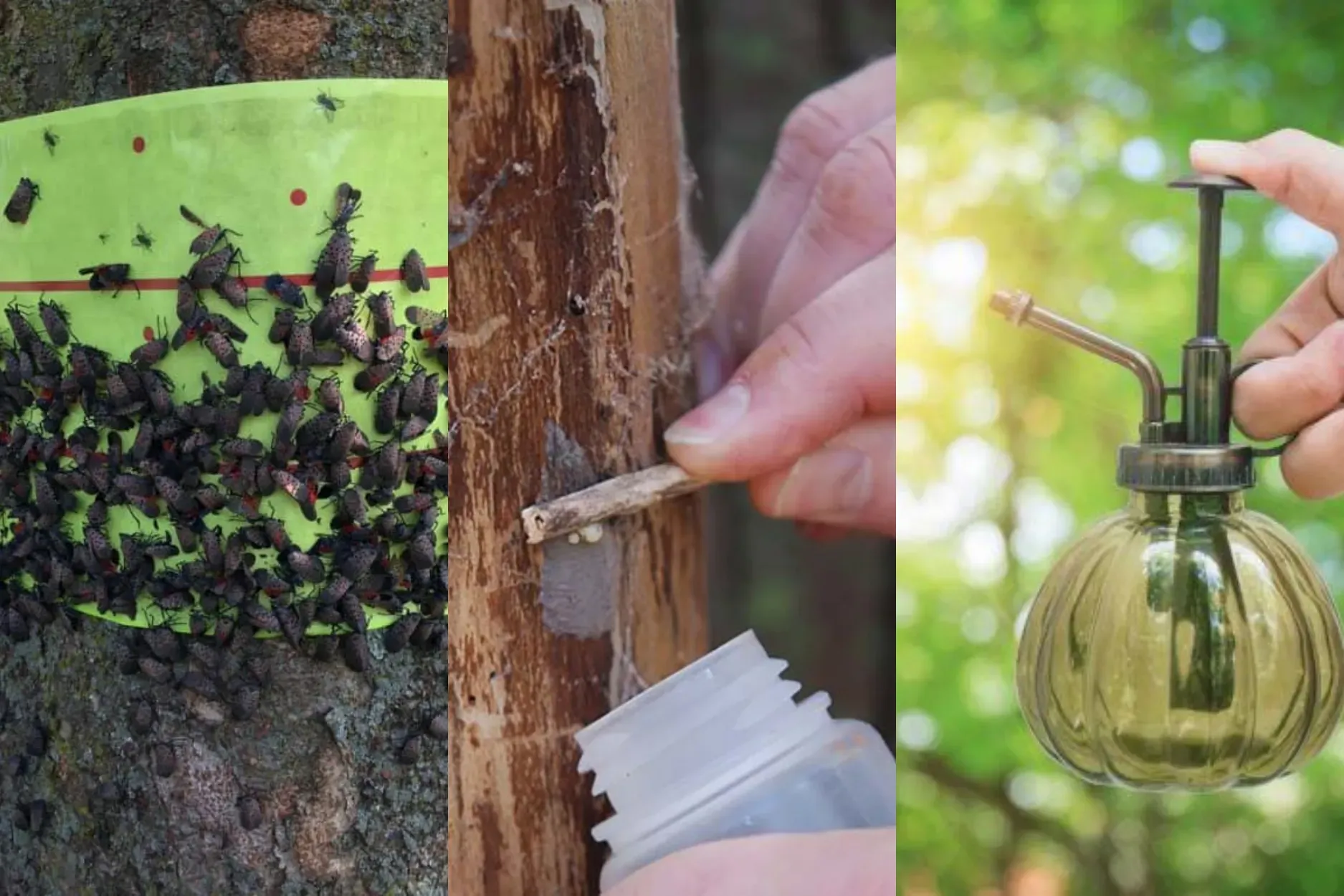 Fly Control Insect Fly Pest Control NYC | Trusted Licensed Fly Expert Service