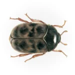 Khapra-Beetle.webp