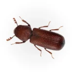 Lesser-Grain-Borer.webp