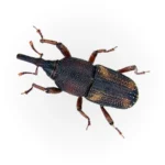 Maize-Weevil.webp