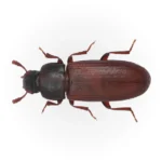Red-Flour-Beetle.webp
