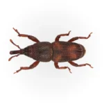 Rice-Weevil.webp